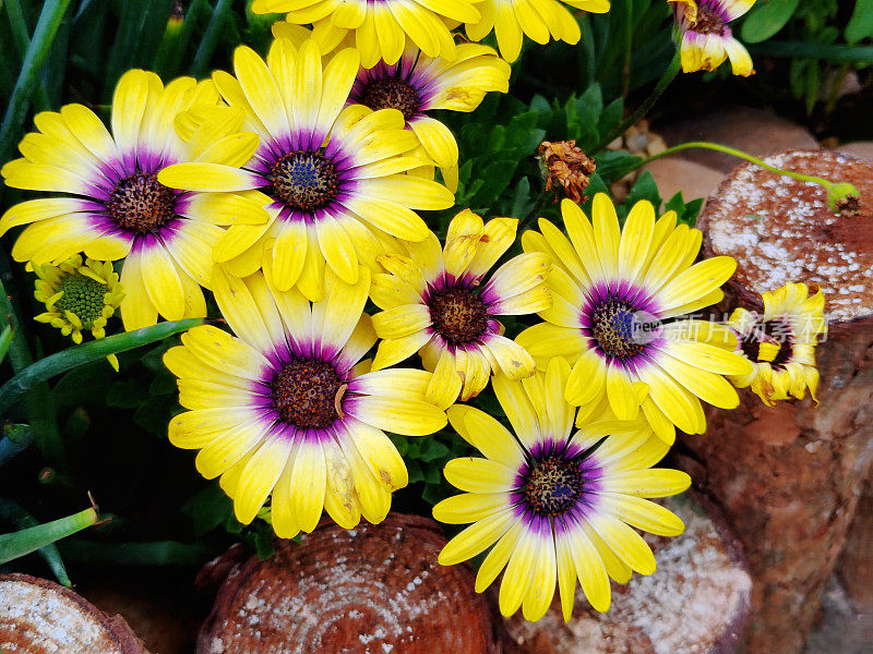 Osteospermum fruticosum